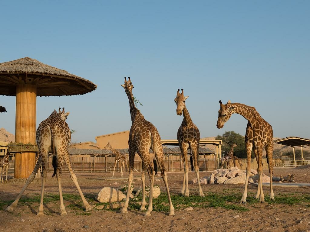 Dubai Zoo