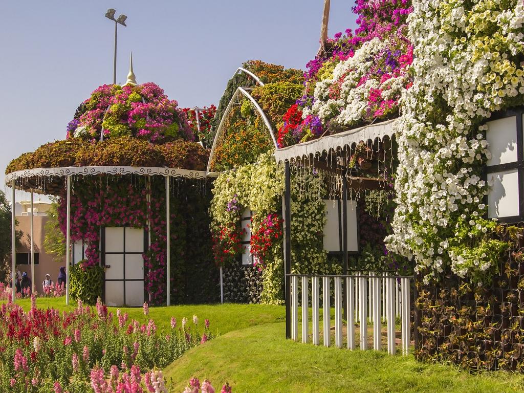 Blumen im Dubai Miracle Garden
