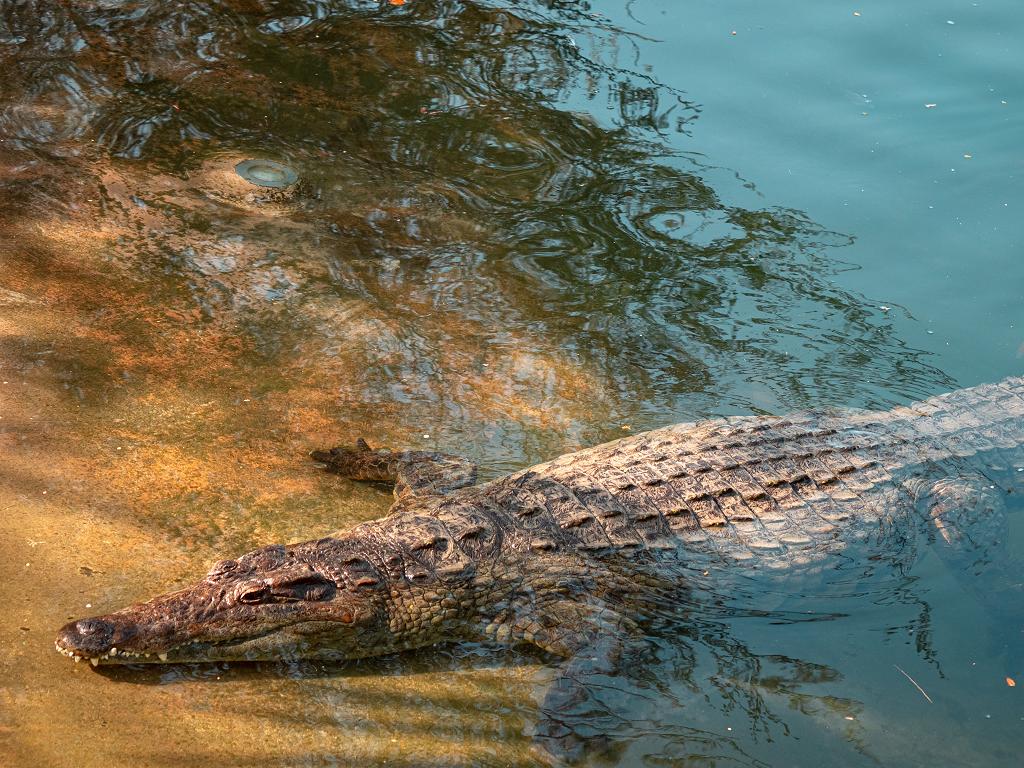 Dubai Krokodil